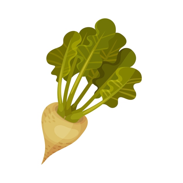 ベクトル whole sugar beet as agricultural crop for extraction to make refined sugar vector illustration