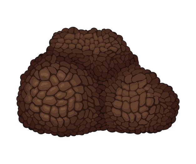 Vector whole truffle as fruiting body of subterranean ascomycete fungus vector illustration