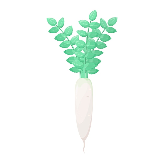 A whole white radish on a white background A ripe vegetable