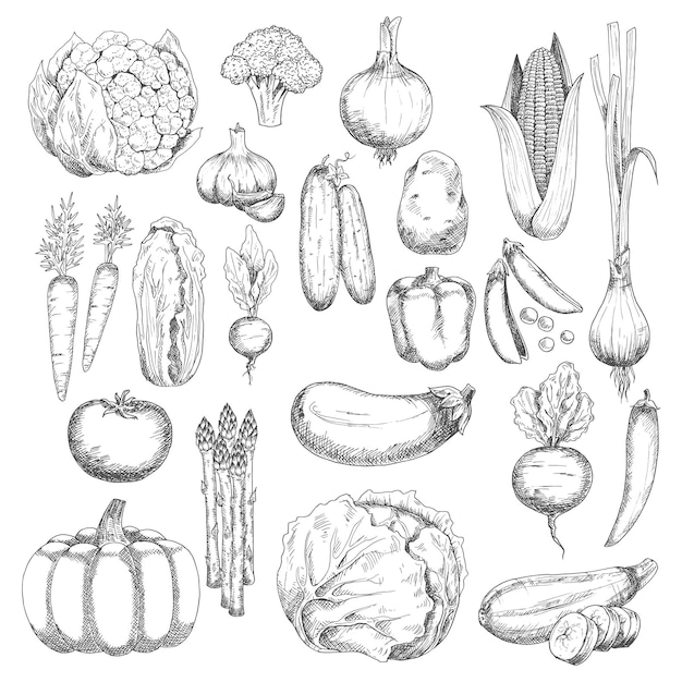 Wholesome farm vegetables sketches set