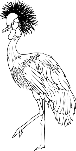 Whooping crane. Vector sketch of hand drawn bird. Linear animals art.