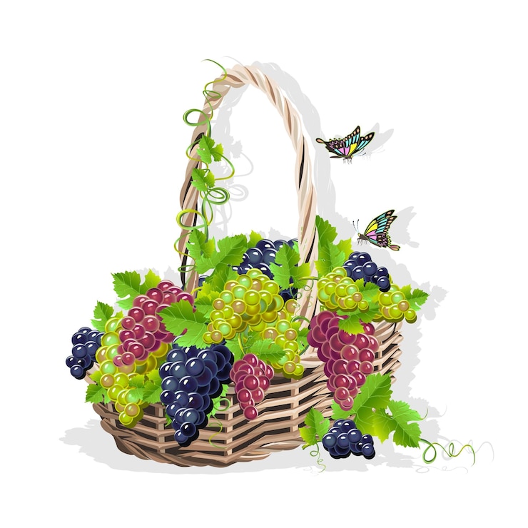 Vector wicker basket with grapes