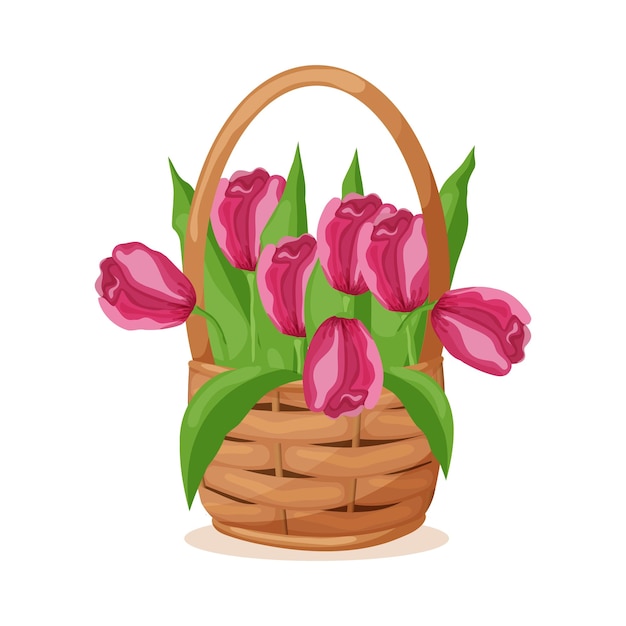 Wicker basket with pink tulips Spring flowers Print for posters postcards