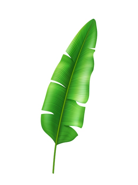 Вектор Широкие тропические листья экзотической флоры и растительности
