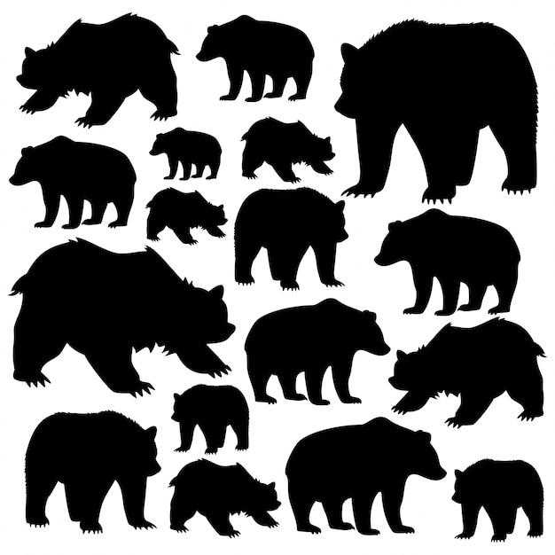 wild bears