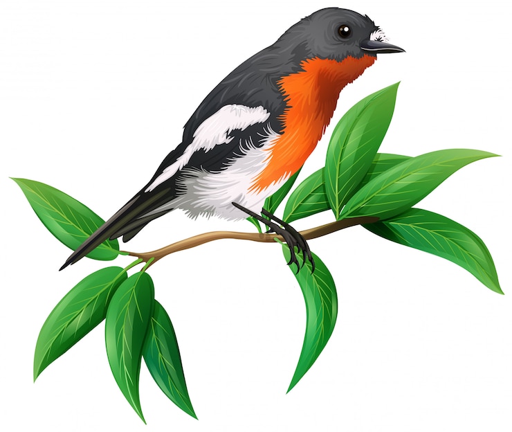 Vector a wild bird on white background
