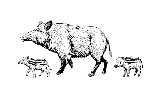 Vector wild boar sketch engraving style vector illustration