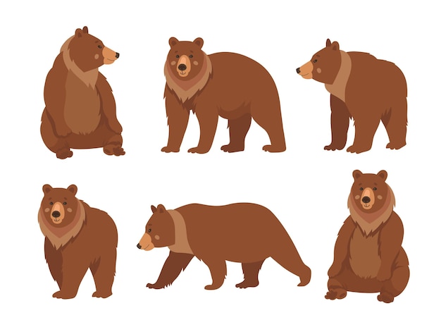 Wild brown bear cartoon character flat vector illustrations set. Collection of drawings of cute comic grizzly bear standing, sitting and walking isolated on white background. Wildlife, nature concept