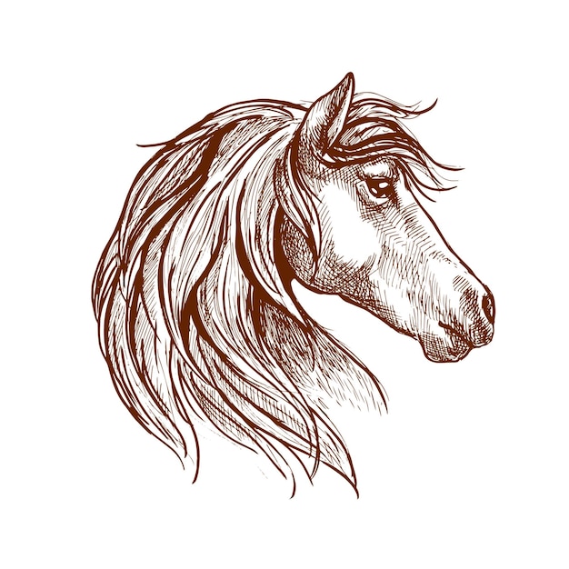 Vector wild brown horse head sketch