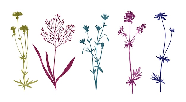 Vector wild floral elements herbs flowers and leaves