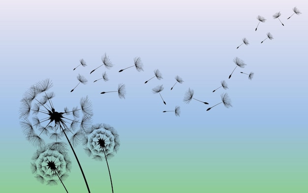 Vector wild flower dandelion in a vector style isolated