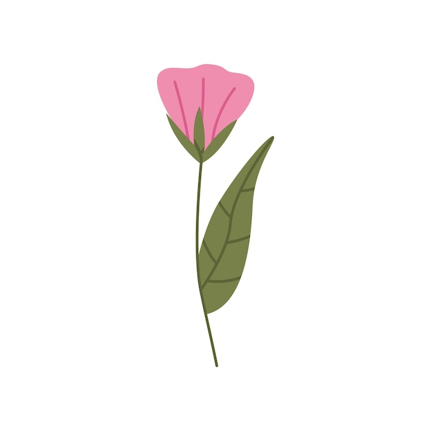 Wild flower illustration