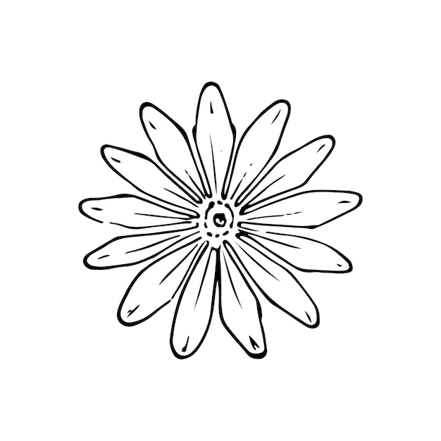 Vector wild flowers dooddle lineart vector illustration hand drawing