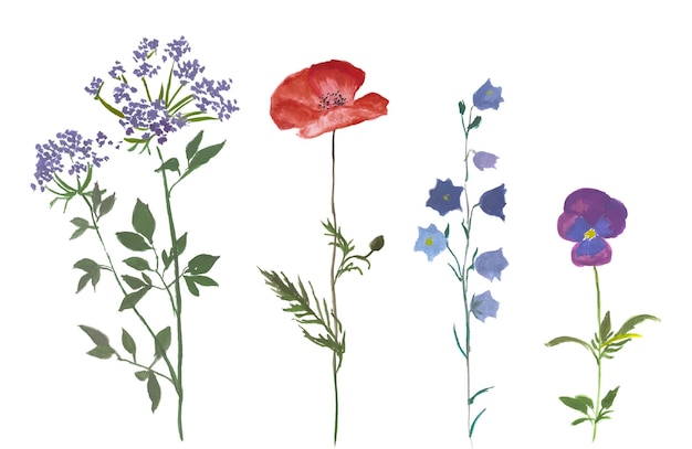 Wild flowers, floral illustration, watercolor flower illustration, poppy, pansy