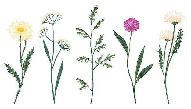 Insieme dell'illustrazione di vettore disegnato a mano dei fiori selvaggi. schizzi botanici astratti. elementi floreali vintage colorati isolati su sfondo bianco.