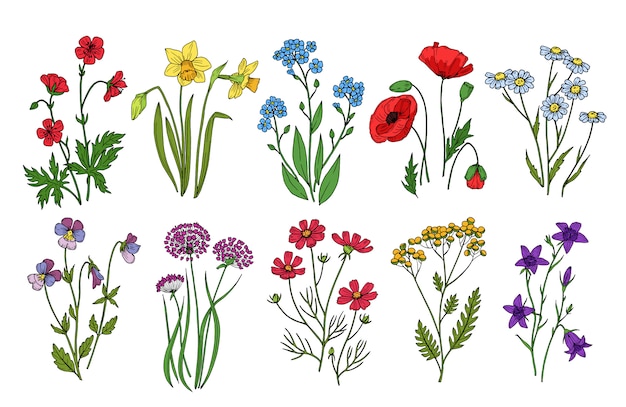 Vector wild flowers. meadow plants monkshood thistle poppy. wildflower  botanic collection  on white background