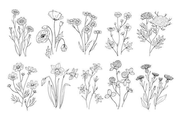 Fiori selvatici. schizzo di fiori selvatici ed erbe natura elementi botanici incisione stile. insieme di vettore di fioritura del campo estivo disegnato a mano