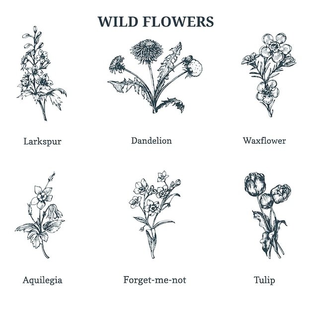 Wild flowers vector illustrations Hand drawn sketches set in engraving style Botanical plants isolated