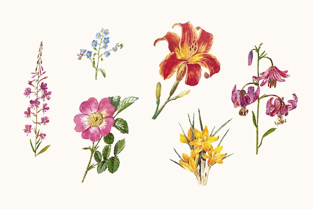 Vector wild flowers