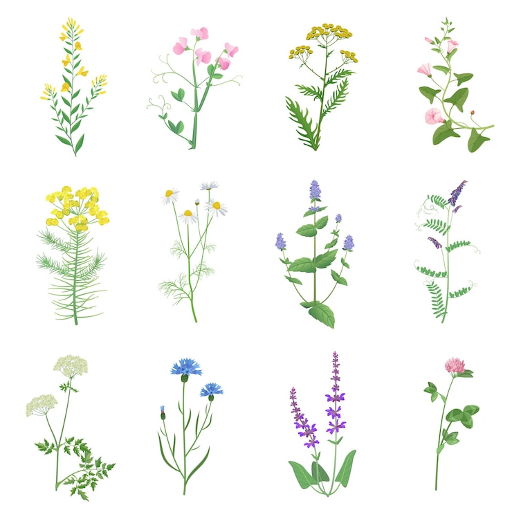 Vector wild foliage herbs, flowers leafs set isolated