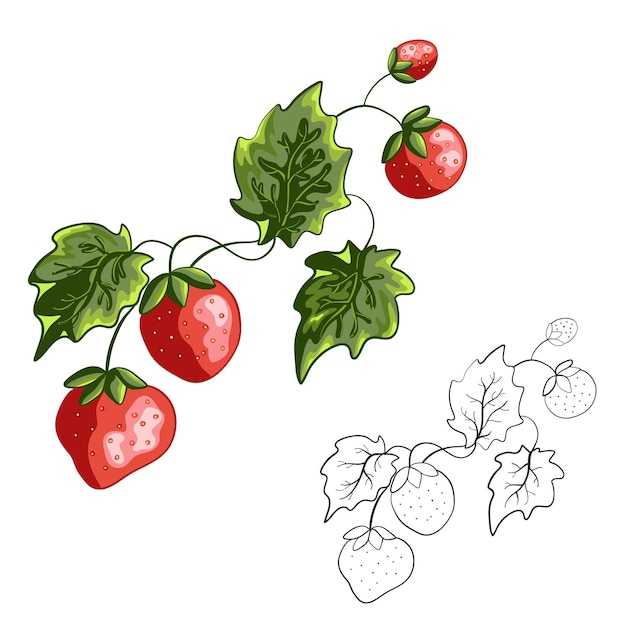 Vettore fragola di bacche di bosco selvatico pagina del libro da colorare illustrazione vettoriale