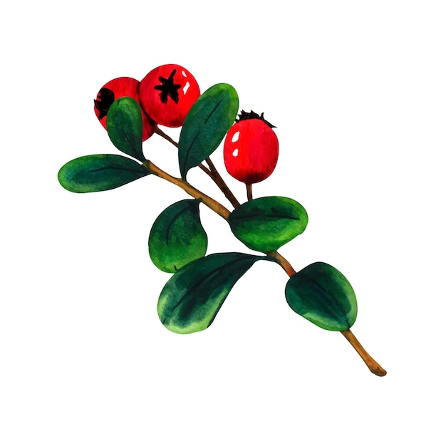 Wild forest branch red berries cranberry cowberry nature forest lawn scene wild landscape isolated eco natural vector illustration on white background