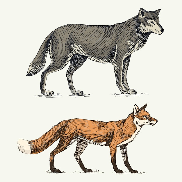 Vector wild grey wolf and red fox engraved hand drawn in old sketch style vintage animals