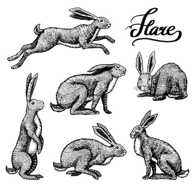 벡터 야생 토끼 세트 토끼는 앉아서 점프하고 있습니다. 숲 토끼 또는 코니 컬렉션 손으로 그린 tshirt 문신 또는 라벨 또는 포스터 벡터 그림에 대한 오래된 스케치