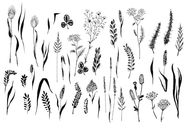 Wild herbs and flowers painted black line.