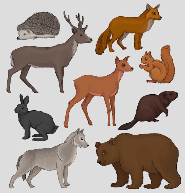 Wild northern forest animals set, hedgehog, raccoon, squirrel, deer, fox, hare, beaver, wolf