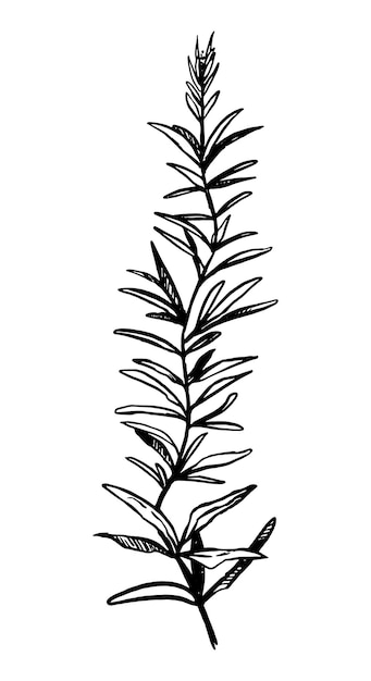 Wild plant retro ink sketch of weed Hand drawn vector illustration of herb Botanical clipart isolated on white background