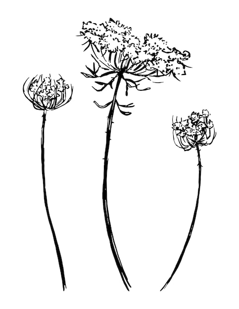 Коллекция диких растений Ретро-чернильные наброски луговых сорняков Ручной рисунок векторного набора иллюстраций Ботанические клипарты на белом фоне