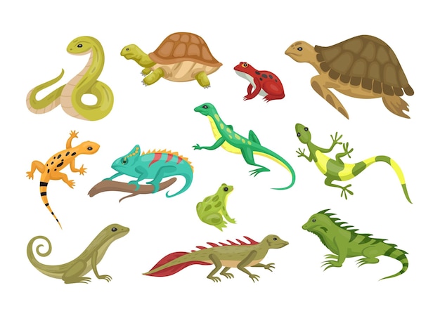 Vector wild reptiles turtle and lizard tropical reptilian amphibian or serpent isolated animals set gecko triton and frog in rainforest invertebrate tortoise vector cartoon collection