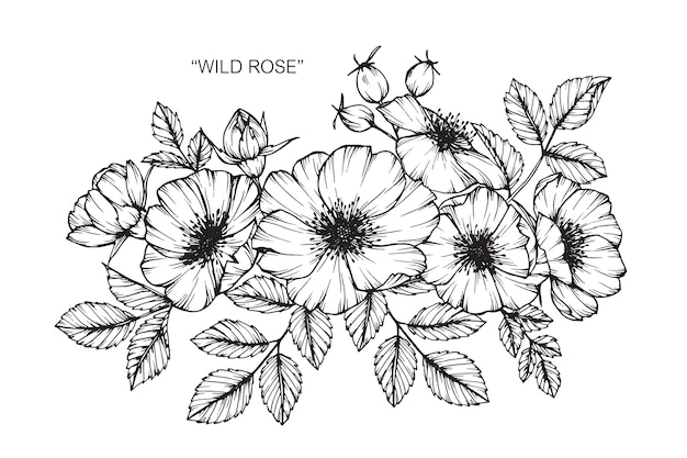 Wild rose bloem tekening illustratie.