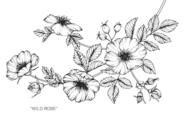 Vector wild rose flower drawing illustration