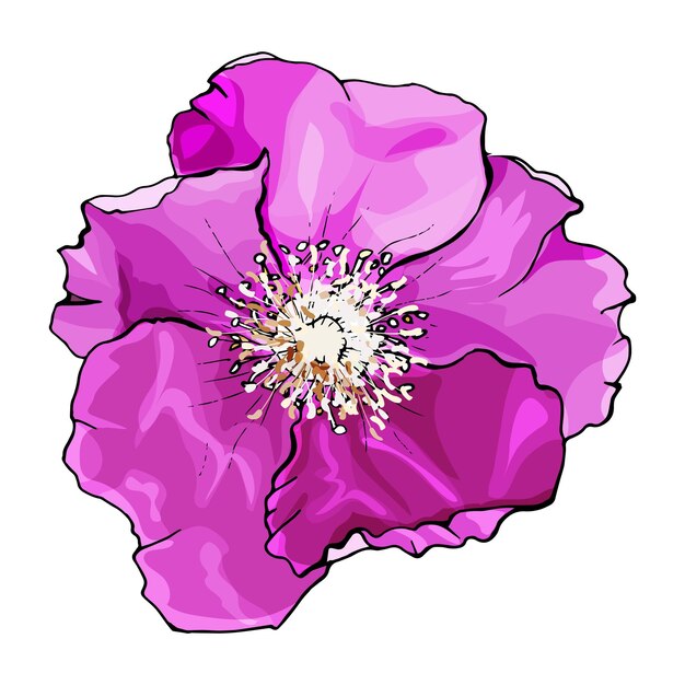 Vettore illustrazione disegnata a mano del fiore della rosa selvatica