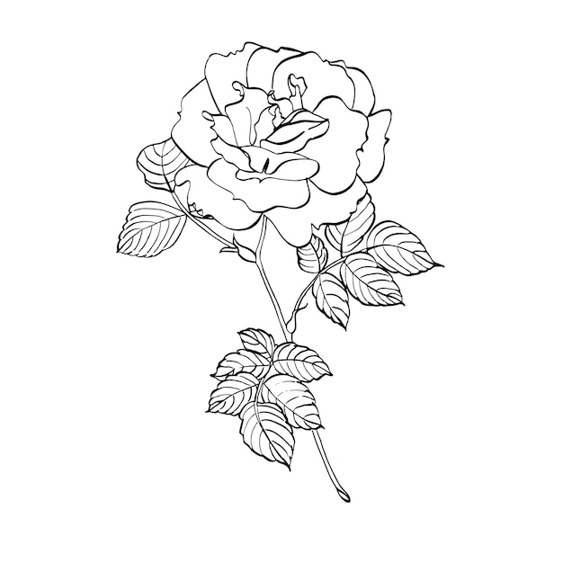 葉のある野生のバラの花 ベクトルで手で描かれた花のイラスト