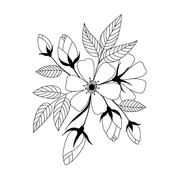 Wild rose flowers drawing and sketch with lineart Wild rose vector Illustration