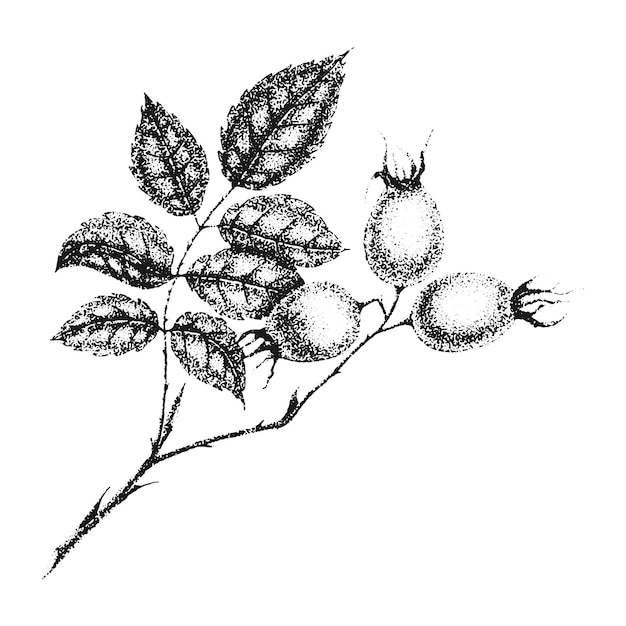 Vector wild rose flowers drawing and sketch with pointillism on white backgrounds vintage illustration of branch with rosehip fruits and leaves