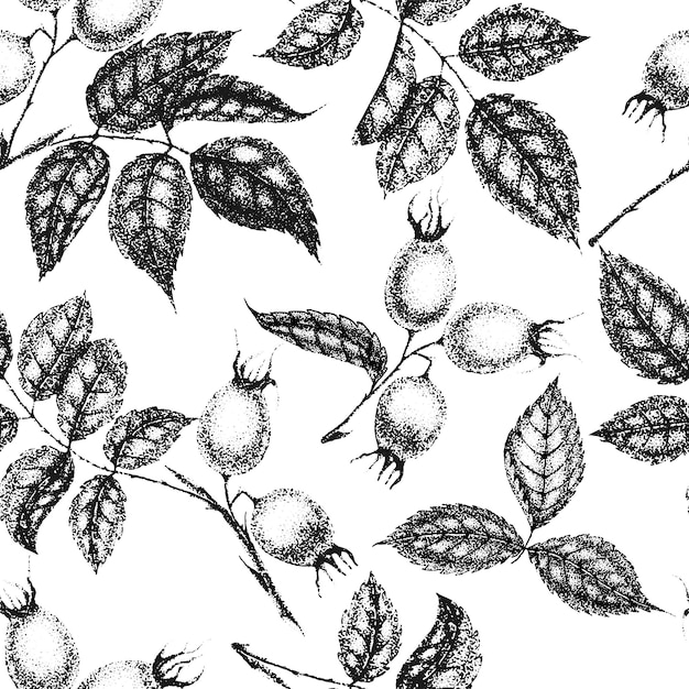 Vector wild rose flowers drawing and sketch with pointillism on white backgrounds vintage pattern of branch with rosehip fruits and leaves