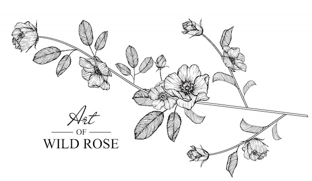 Wild rose leaf e disegni floreali. illustrazioni botaniche disegnate a mano dell'annata. vettore.