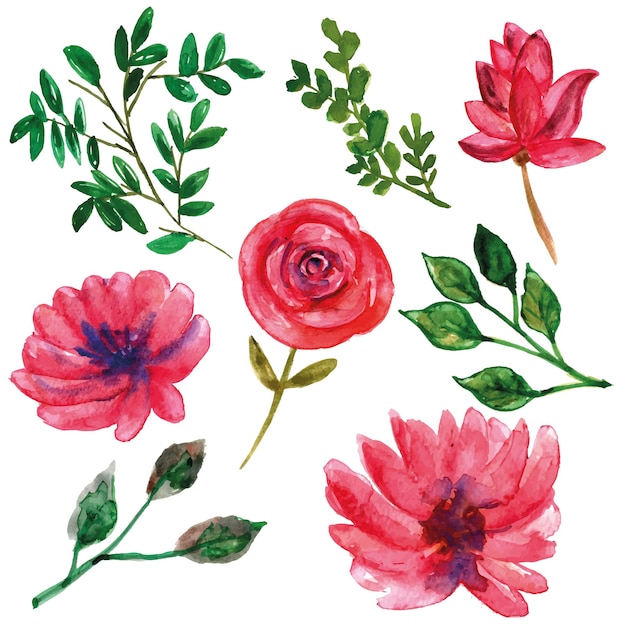 Vector wild roze bloem met bladeren aquarel set voor decoraties