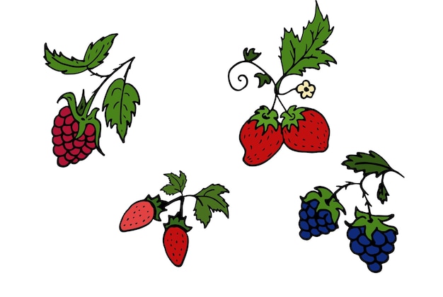 野生のイチゴ ラズベリー ブラックベリー分離落書きベクトル イラスト夏のベリーの概念