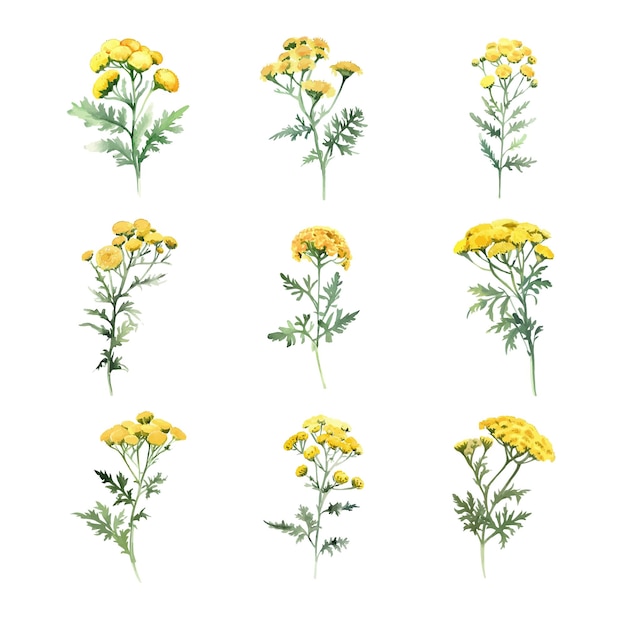 wild TansyWatercolor hand drawn illustration of yellow yarrow Isolated on white background