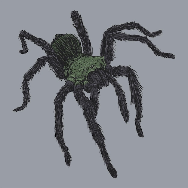 Vector wild tarantula spider drawing illustration