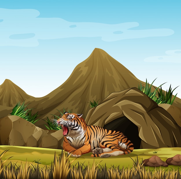 Wild tiger in front of cave