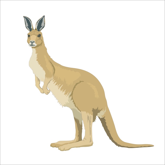 Vector wilde australische kangoeroe