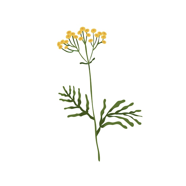 Vector wilde boerenwormkruid bloem. gouden knopeninstallatie. botanische tekening van koe bittere wilde bloem. bloeiend bloemenkruid met stengel. tanacetum vulgare. gekleurde platte vectorillustratie geïsoleerd op een witte achtergrond.