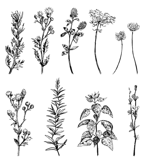 Wilde planten collectie Retro inkt schetsen van onkruid distel brandnetel klaver cichorei bloem Hand getekende vector illustratie set botanische cliparts geïsoleerd op witte achtergrond