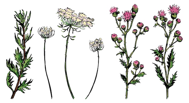 Wilde planten collectie Retro inkt schetsen van onkruid distel Hand getekende vector illustratie set botanische cliparts geïsoleerd op witte achtergrond